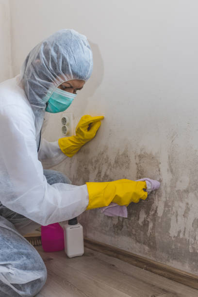 Best Mold Prevention Services  in Warson Woods, MO
