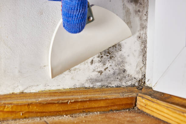  Warson Woods, MO Mold Removal Pros